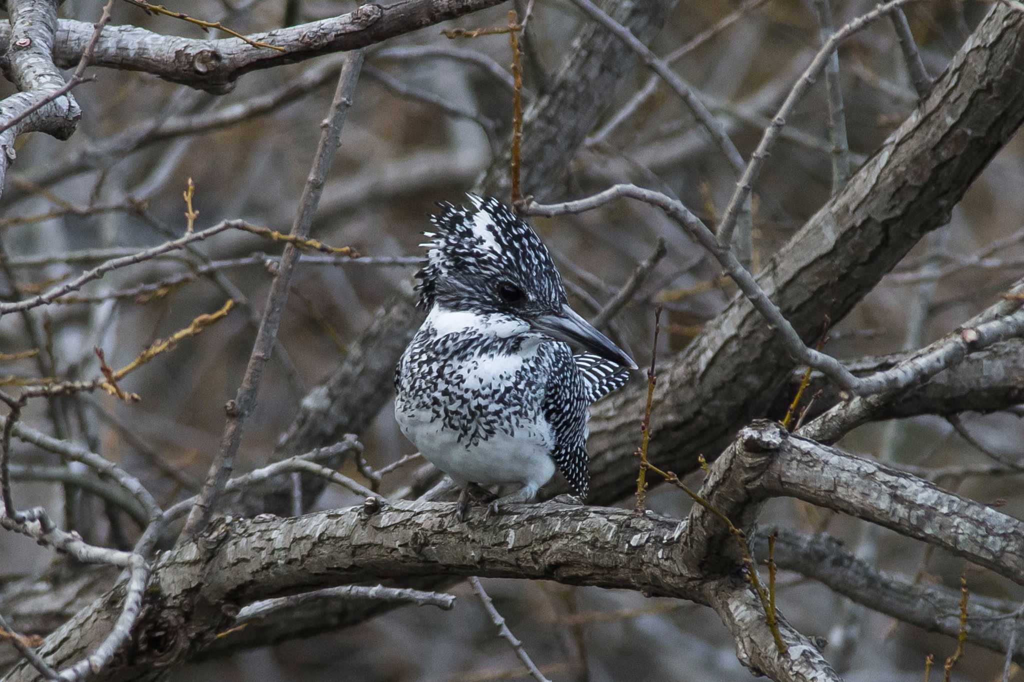 Photo of Crested Kingfisher at 兵庫県 by Tanago Gaia (ichimonji)