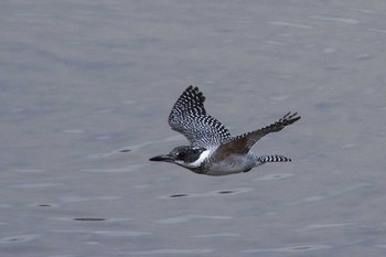 Crested Kingfisher 兵庫県 Wed, 4/6/2016