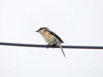 Bull-headed Shrike 勇払原野 Fri, 6/19/2020