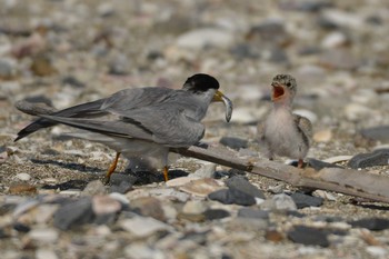 Little Tern 検見川浜コアジサシ保護区 Tue, 6/16/2020