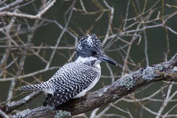 Crested Kingfisher 兵庫県 Wed, 4/6/2016