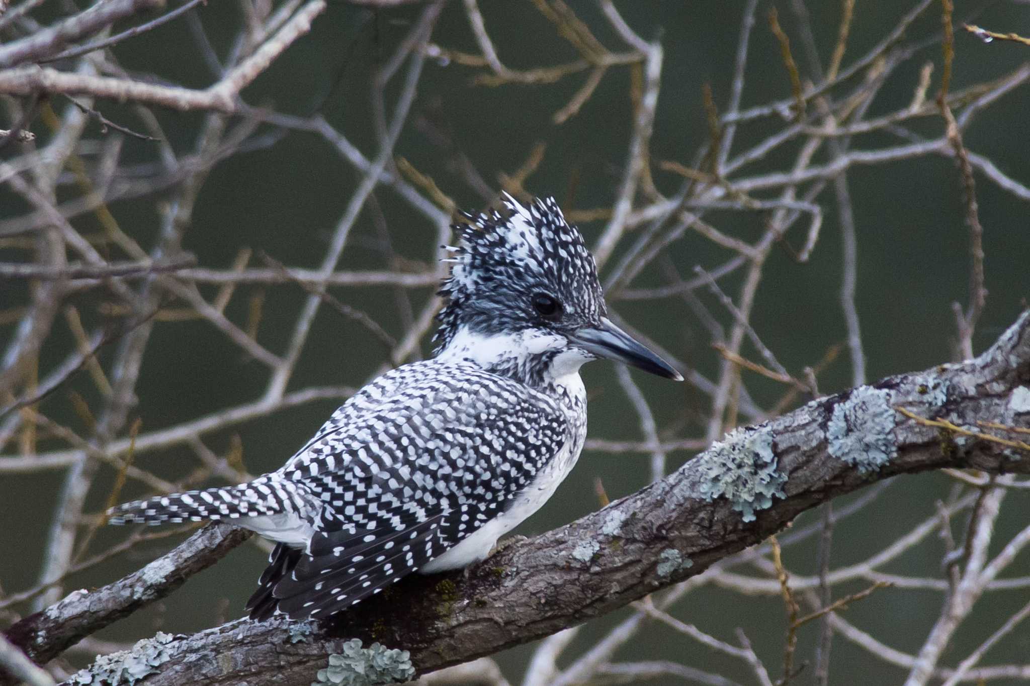 Photo of Crested Kingfisher at 兵庫県 by Tanago Gaia (ichimonji)