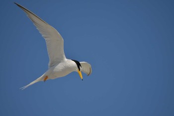 Little Tern 検見川浜コアジサシ保護区 Tue, 6/16/2020