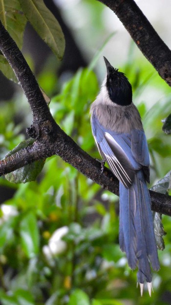 Azure-winged Magpie 東京都台東区 Sat, 6/13/2020