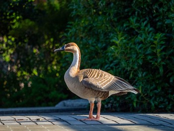 Swan Goose Oikeshinsui Park Wed, 6/17/2020