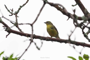 Yellow Bunting Hoshinoya Karuizawa Sun, 6/14/2020