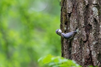 Eurasian Nuthatch Karuizawa wild bird forest Sat, 6/13/2020