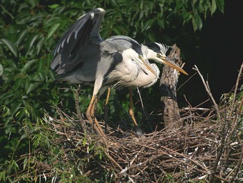 Grey Heron 千葉県柏市 Tue, 6/16/2020