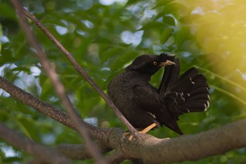 Crested Myna 大阪府 Fri, 7/10/2015