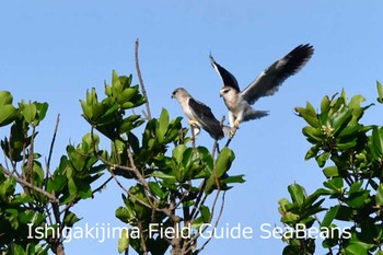 カタグロトビ 石垣島 2020年6月19日(金)