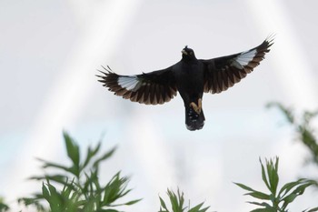 Crested Myna 大阪府 Fri, 7/10/2015