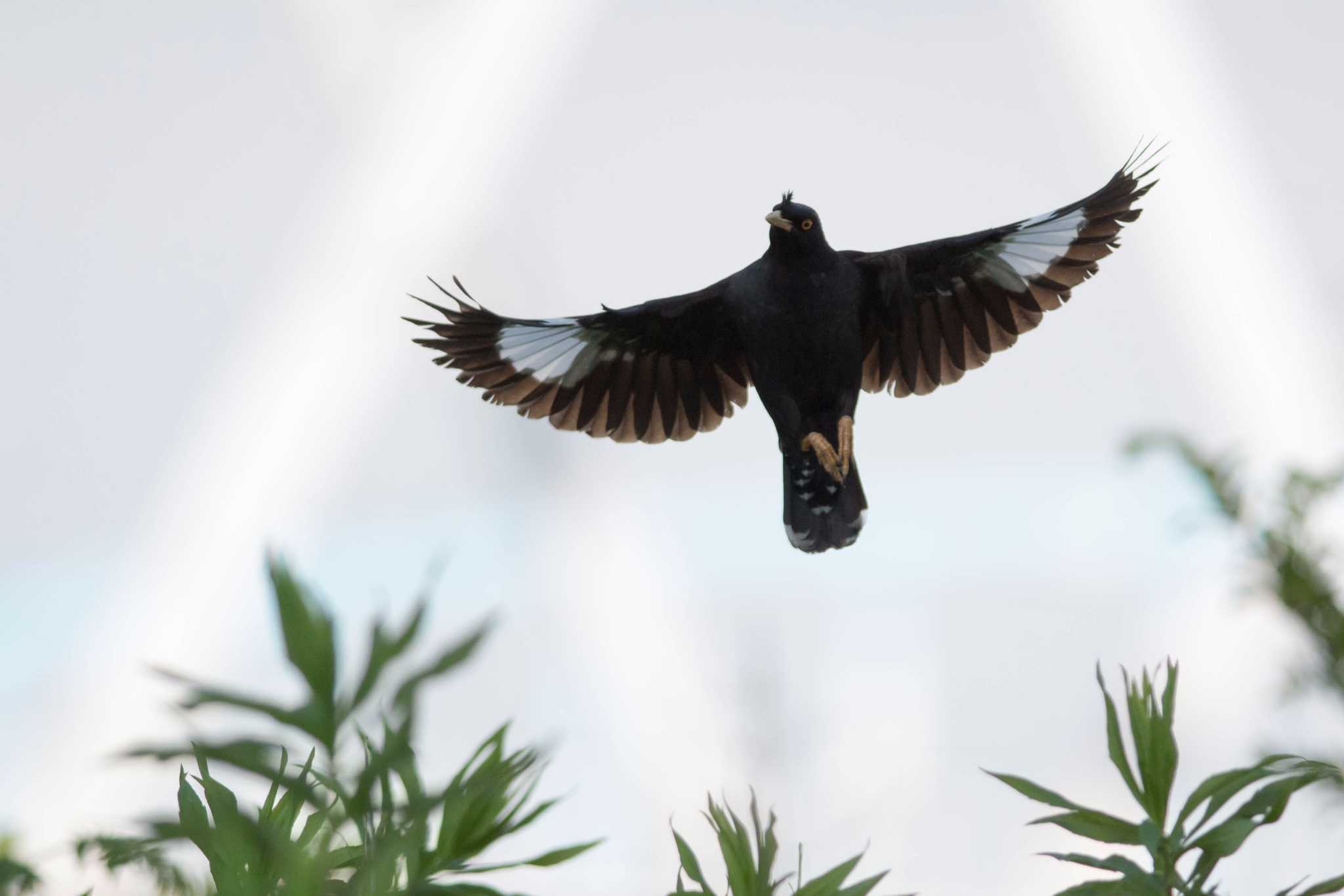 Photo of Crested Myna at 大阪府 by Tanago Gaia (ichimonji)