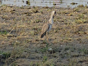 Grey Heron 武庫川 Mon, 6/15/2020