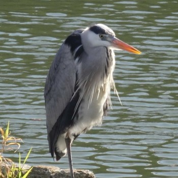 Grey Heron 武庫川 Wed, 1/29/2020