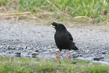 ハッカチョウ 大阪府 2016年4月6日(水)