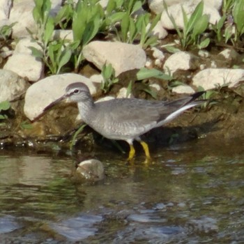 Unknown Species 武庫川 Sun, 5/17/2020