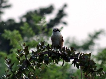 Bull-headed Shrike 武庫川 Mon, 5/4/2020