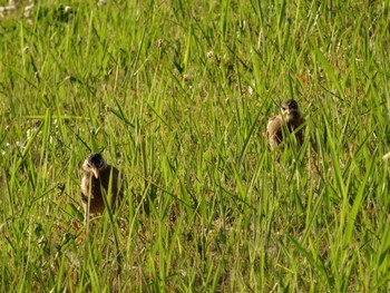 White-cheeked Starling 武庫川 Sun, 6/7/2020