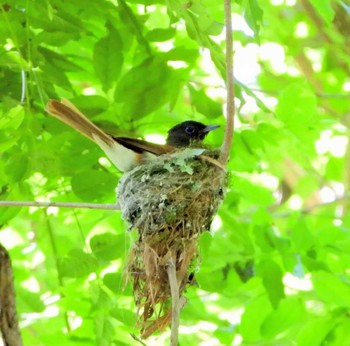 Black Paradise Flycatcher Unknown Spots Tue, 6/16/2020