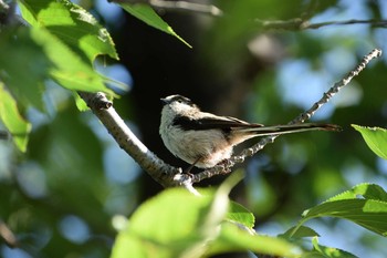 Sat, 6/20/2020 Birding report at 多摩川二ヶ領宿河原堰