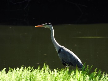 Grey Heron Unknown Spots Sat, 6/20/2020