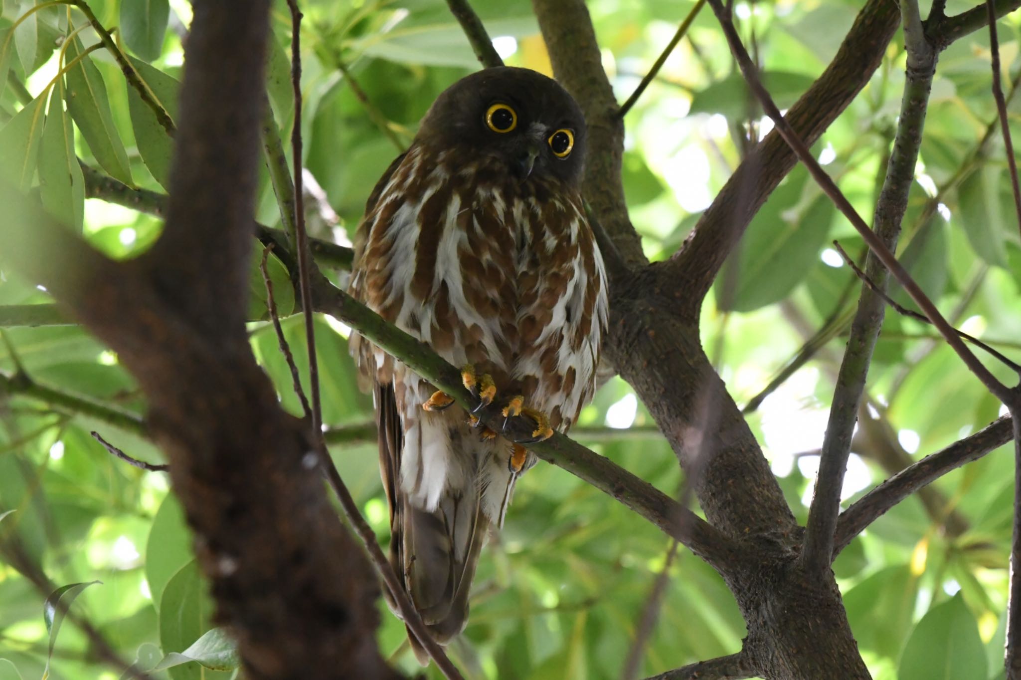  アオバズクの写真 by トリミズク