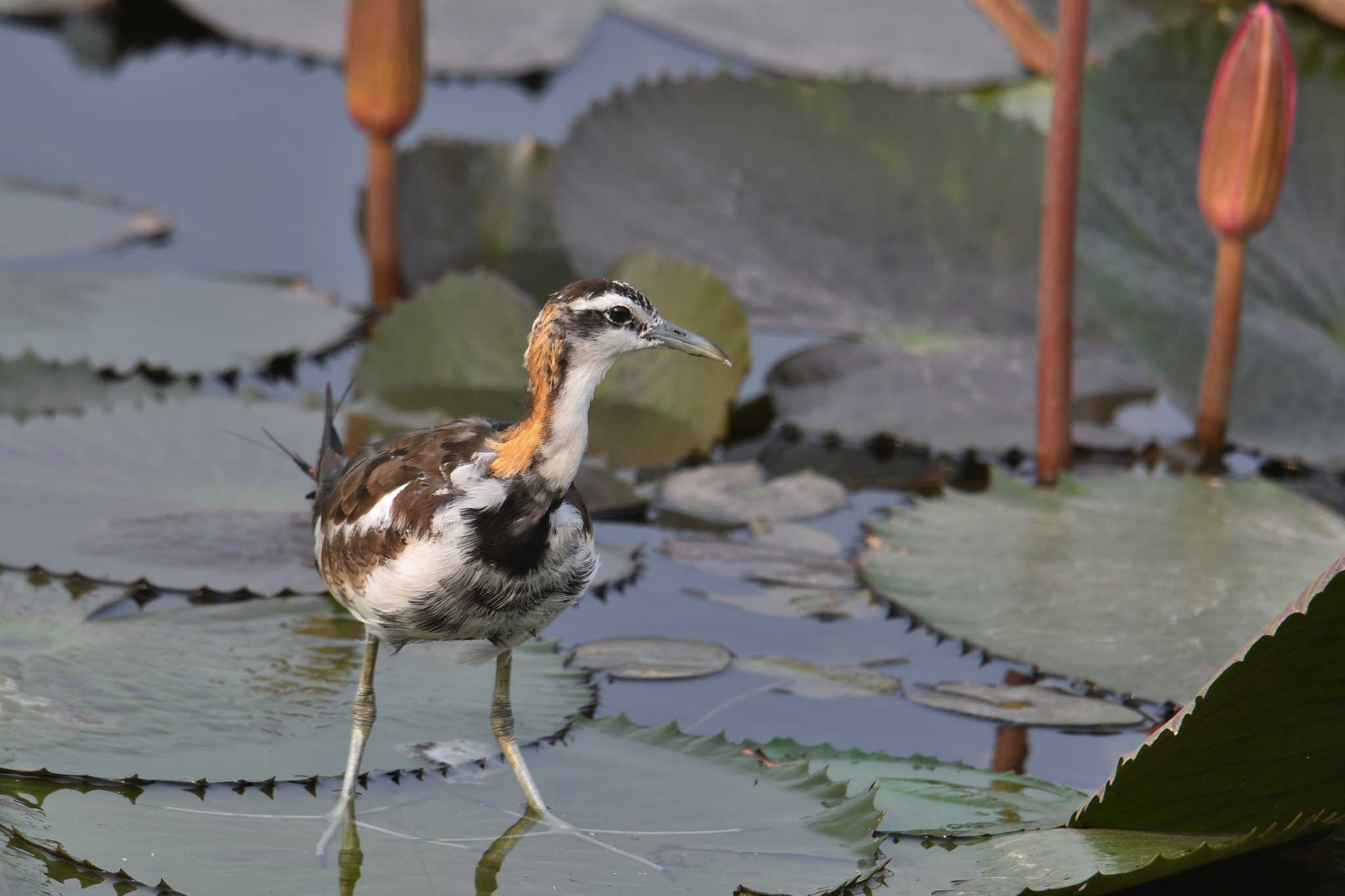 Pheasant-tailed Jacana