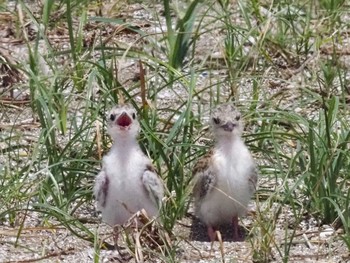 2020年6月20日(土) 検見川浜コアジサシ保護区の野鳥観察記録