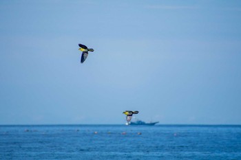 アオバト 大磯照ヶ崎海岸 2020年6月20日(土)