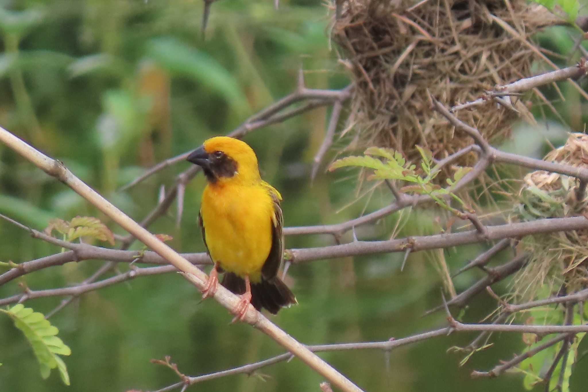 Photo of Asian Golden Weaver at Ayutthaya by span265