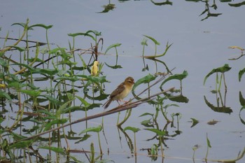 Asian Golden Weaver Ayutthaya Wed, 6/17/2020