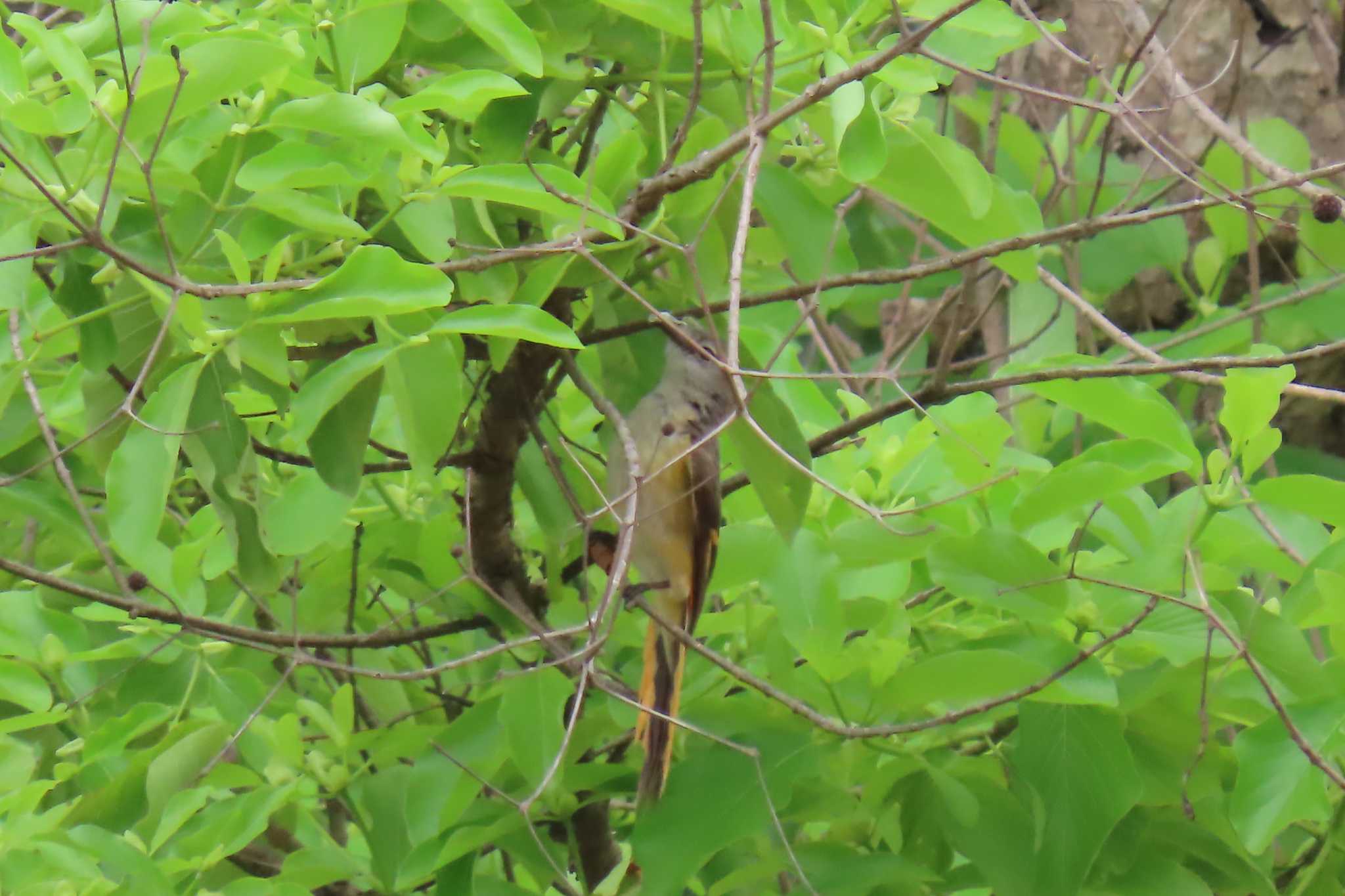 Photo of Small Minivet at Ayutthaya by span265