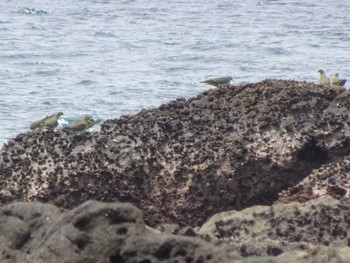 アオバト 大磯照ヶ崎海岸 2020年6月20日(土)