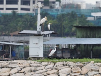 シロトキコウ Sungei Buloh Wetland Reserve 2020年6月20日(土)