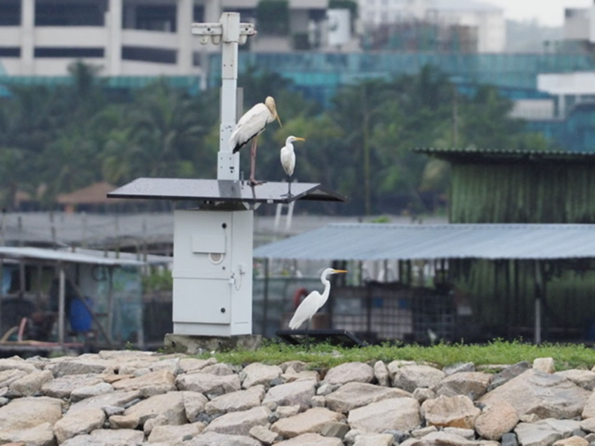 Photo of Milky Stork at Sungei Buloh Wetland Reserve by T K