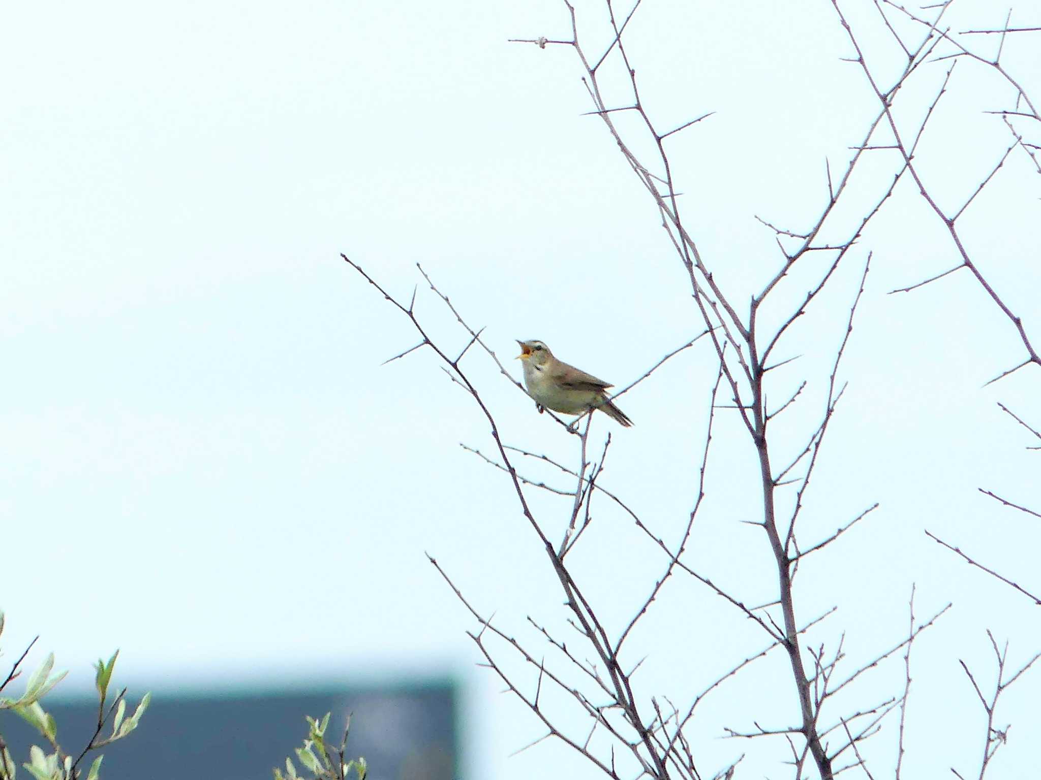 Black-browed Reed Warbler