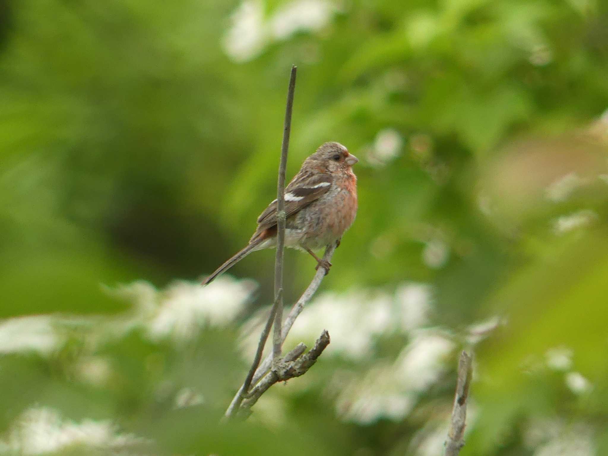 Siberian Long-tailed Rosefinch