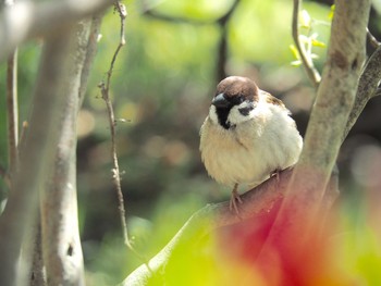 Eurasian Tree Sparrow Unknown Spots Fri, 4/15/2016