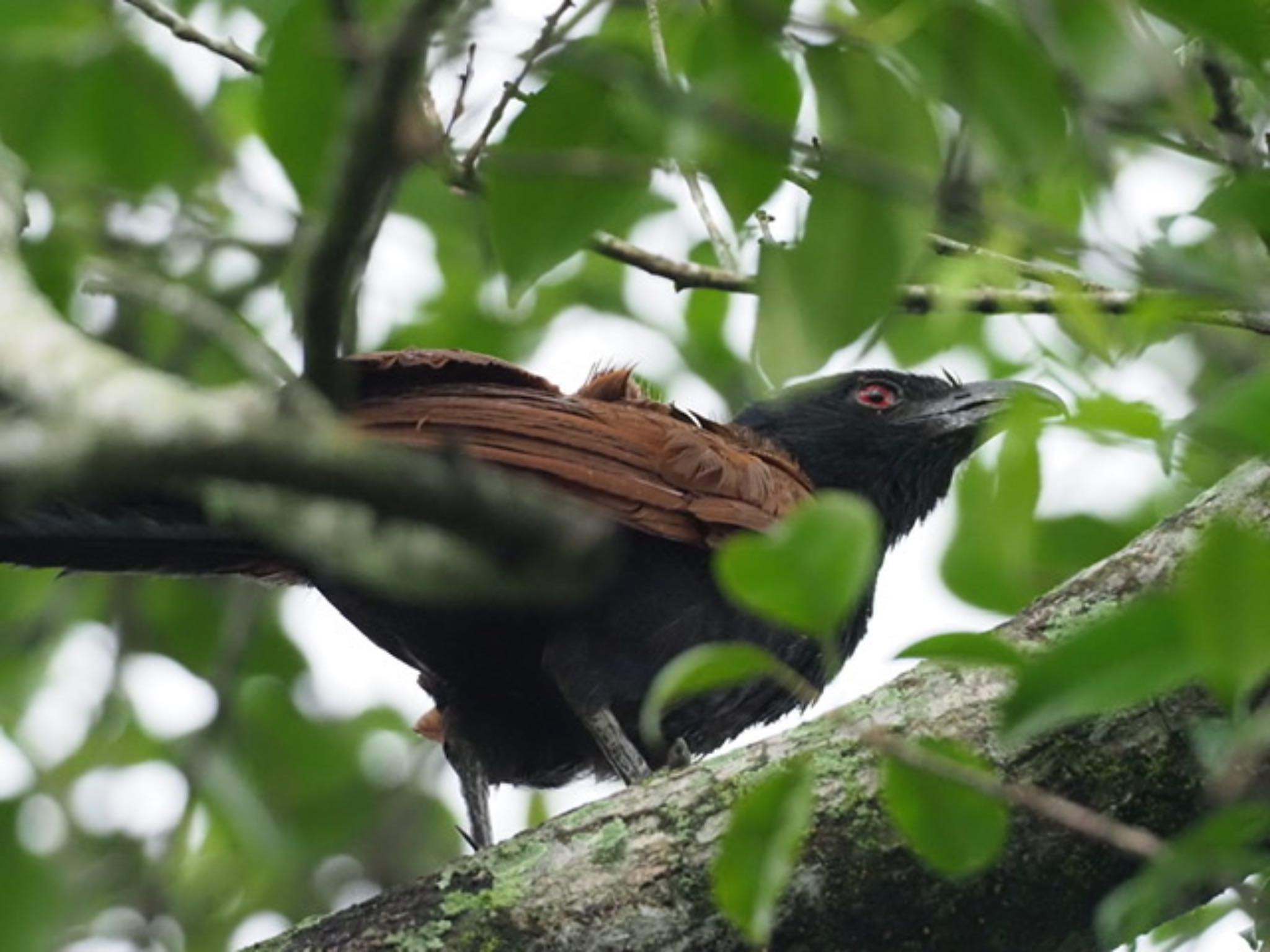 Sungei Buloh Wetland Reserve バンケンの写真 by T K