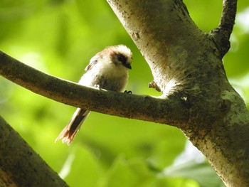 Sat, 6/20/2020 Birding report at 京都市宝ヶ池公園