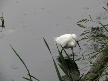 コサギ 井の頭公園 2020年6月14日(日)