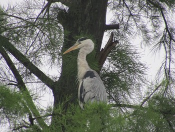 アオサギ 井の頭公園 2020年6月14日(日)