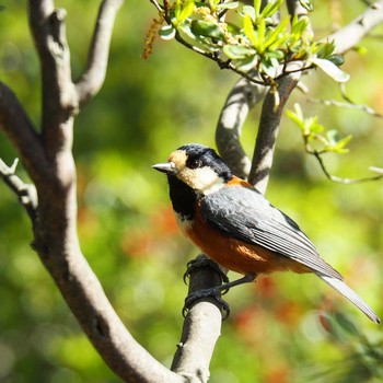 Varied Tit Unknown Spots Fri, 4/15/2016