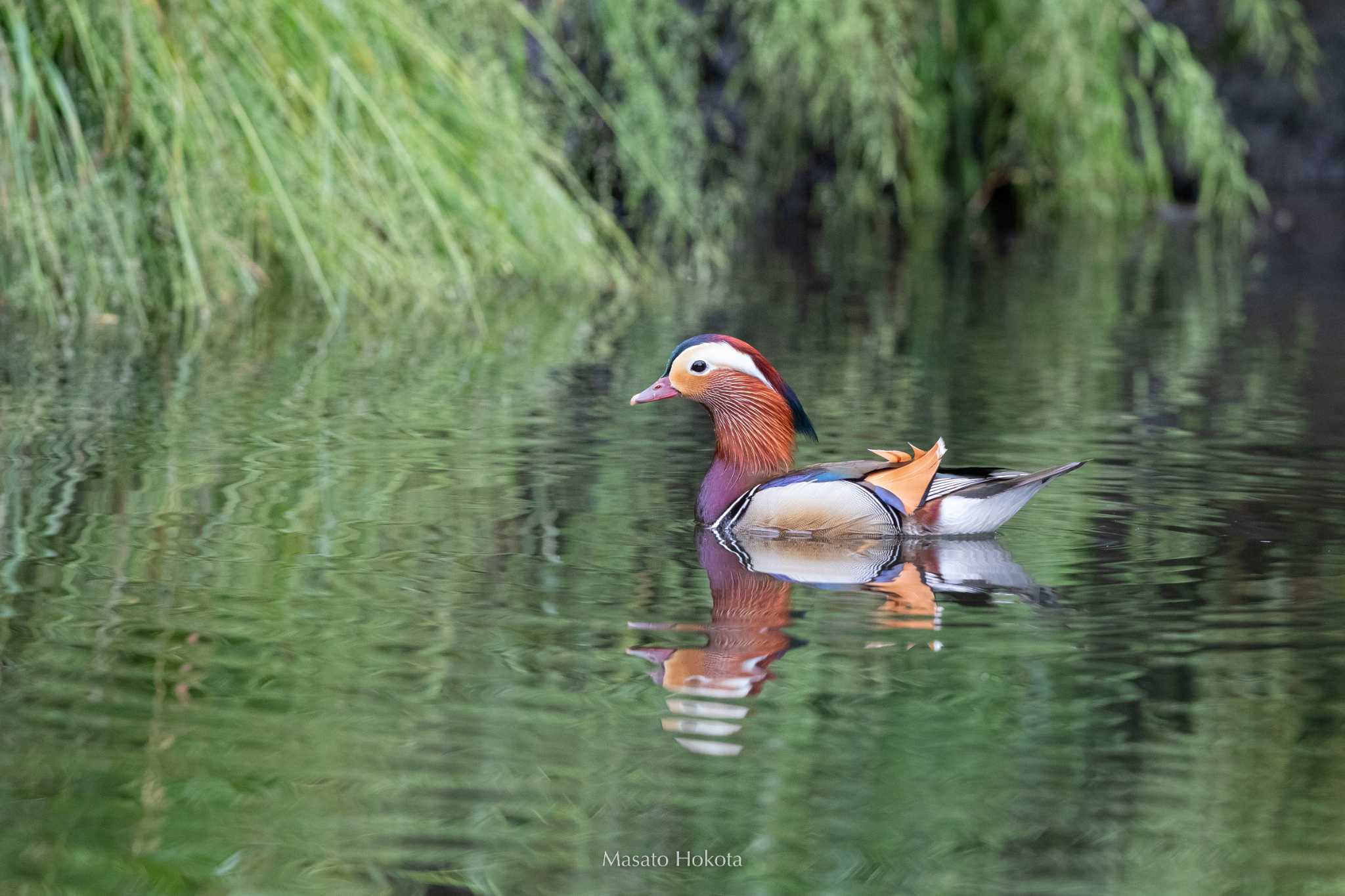 Mandarin Duck