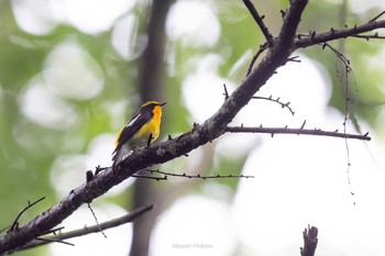 Narcissus Flycatcher Karuizawa wild bird forest Sat, 6/13/2020