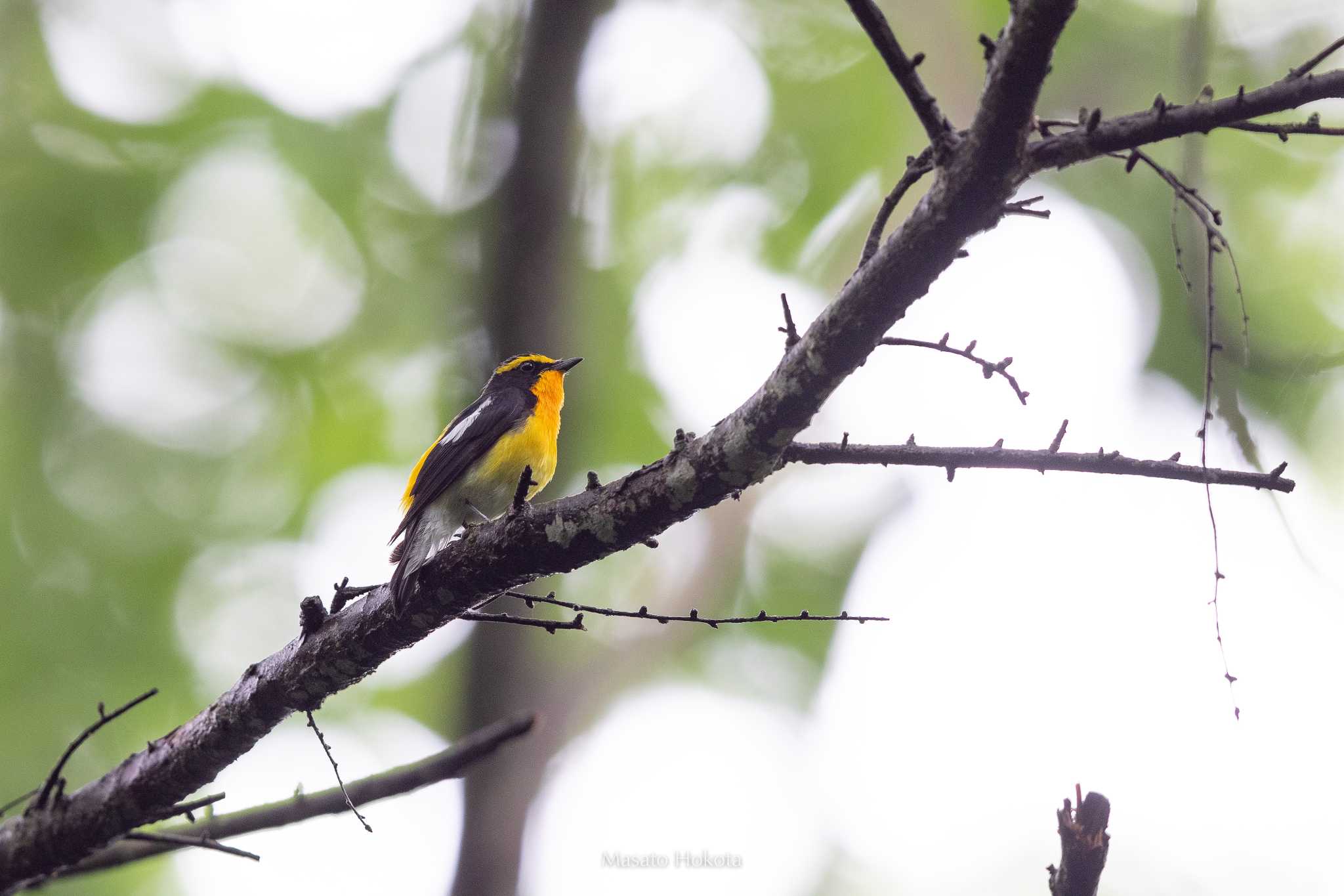 軽井沢野鳥の森 キビタキの写真 by Trio