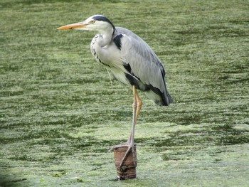 アオサギ 井の頭公園 2020年6月20日(土)