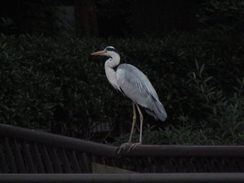 アオサギ 井の頭公園 2020年6月20日(土)