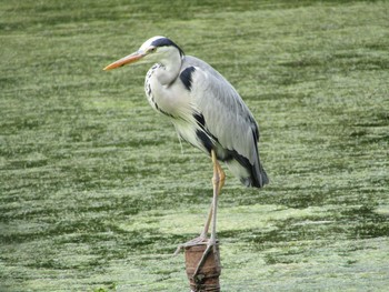 アオサギ 井の頭公園 2020年6月20日(土)