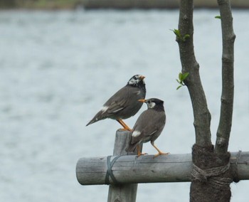 White-cheeked Starling Unknown Spots Sat, 4/16/2016